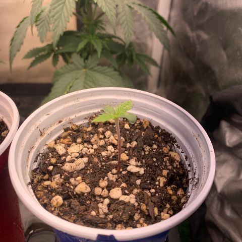 Sour Kush growlog photo: 02