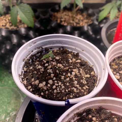 Sour Kush growlog photo: 03