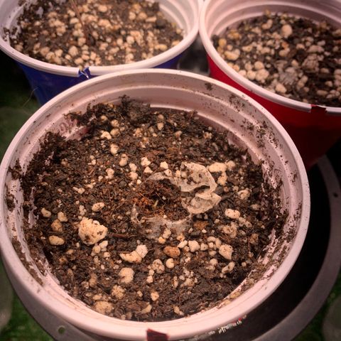 Sour Kush growlog photo: 05