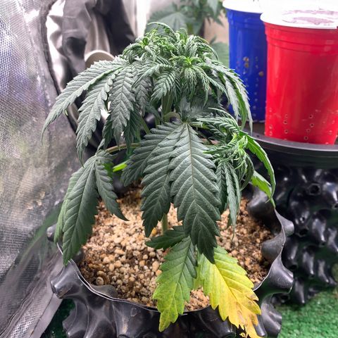 Aminesia growlog photo: 04