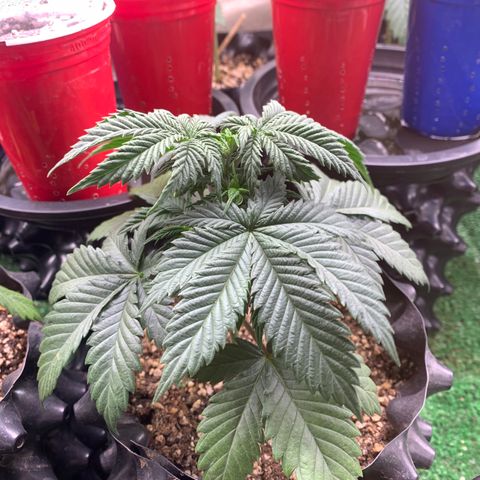 Aminesia growlog photo: 05