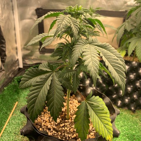Aminesia growlog photo: 01