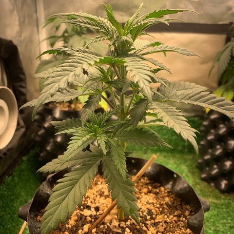 Aminesia growlog photo: 02