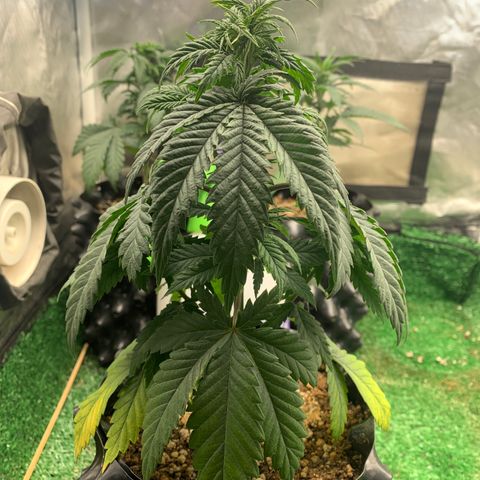 Aminesia growlog photo: 03
