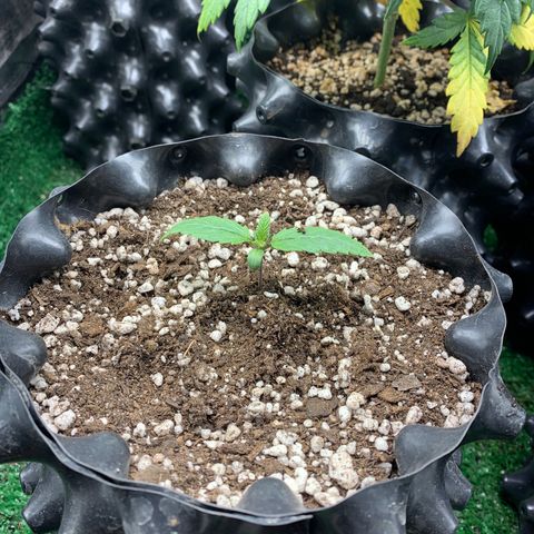 Sour Kush growlog photo: 01