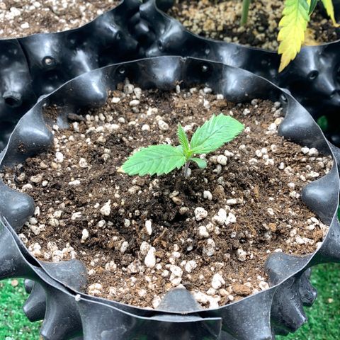 Sour Kush growlog photo: 02