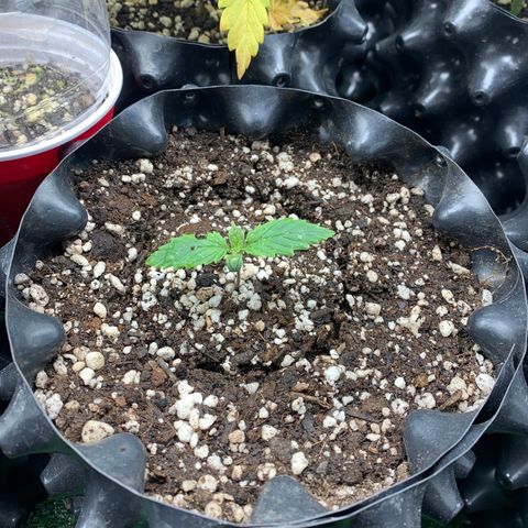 Sour Kush growlog photo: 03