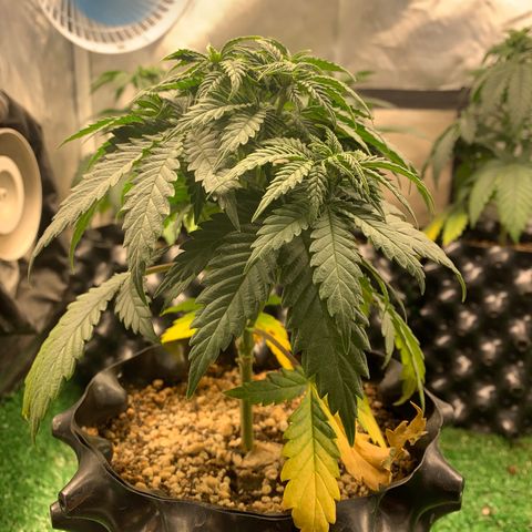 Aminesia growlog photo: 04