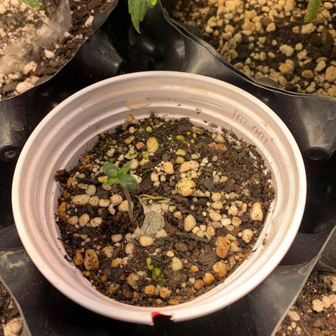 Sour Kush growlog photo: 05