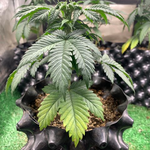 Aminesia growlog photo: 05