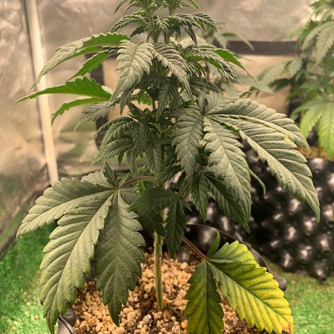 Aminesia growlog photo: 01