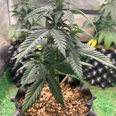 Aminesia growlog photo: 02