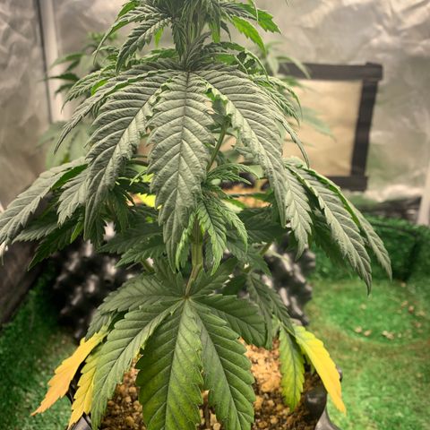 Aminesia growlog photo: 03