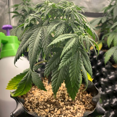 Aminesia growlog photo: 04