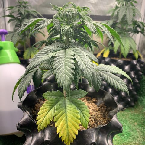 Aminesia growlog photo: 05