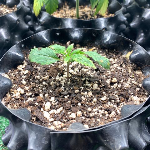 Sour Kush growlog photo: 03