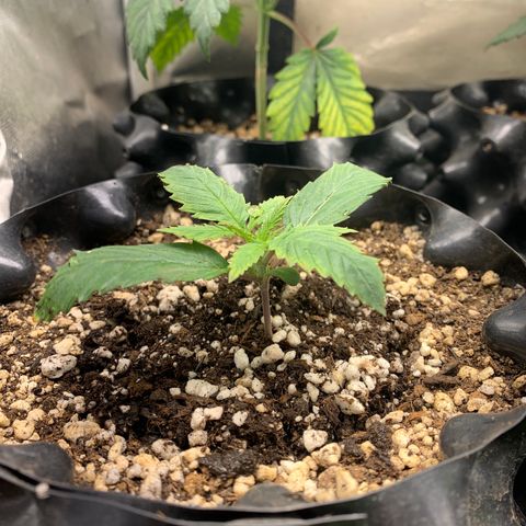 Sour Kush growlog photo: 01