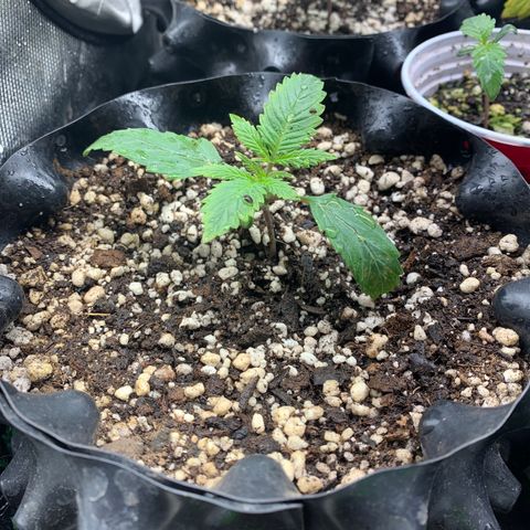 Sour Kush growlog photo: 02