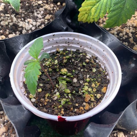 Sour Kush growlog photo: 05