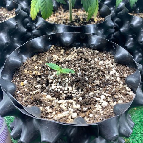 Sour Kush growlog photo: 04