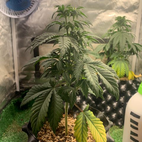 Aminesia growlog photo: 01