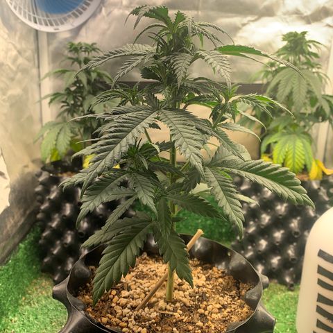 Aminesia growlog photo: 02