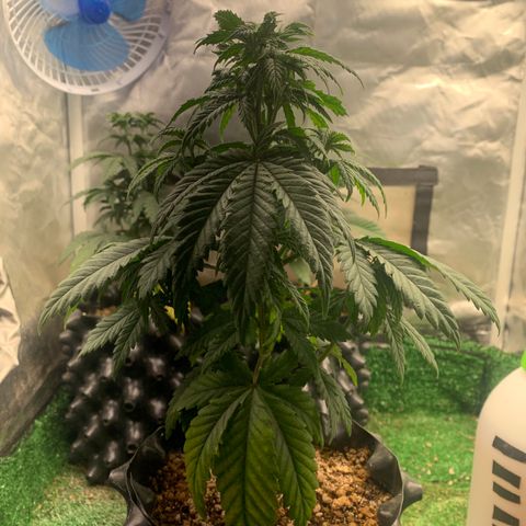 Aminesia growlog photo: 03