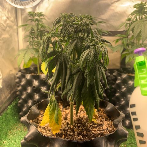 Aminesia growlog photo: 04
