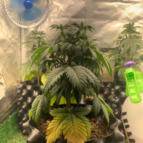 Aminesia growlog photo: 05