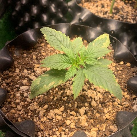 Sour Kush growlog photo: 01