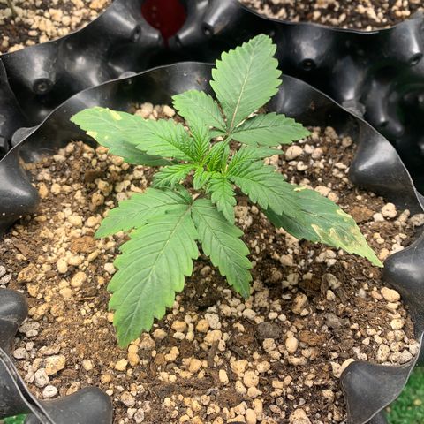 Sour Kush growlog photo: 02