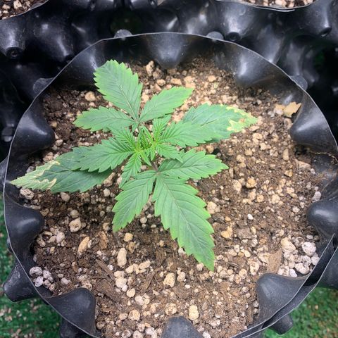 Sour Kush growlog photo: 03