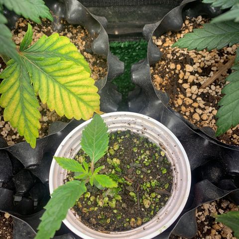 Sour Kush growlog photo: 05