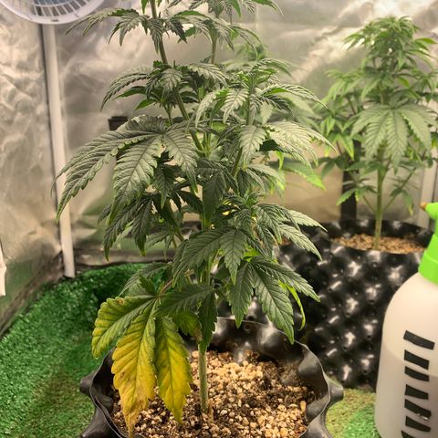 Aminesia growlog photo: 01