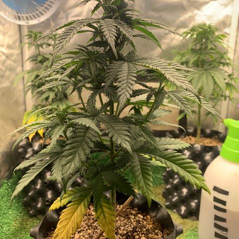 Aminesia growlog photo: 02