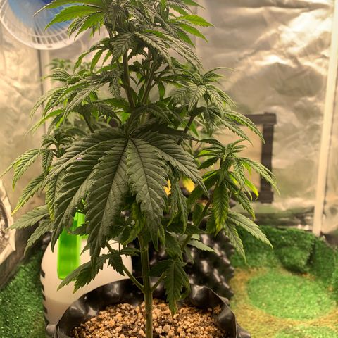 Aminesia growlog photo: 03