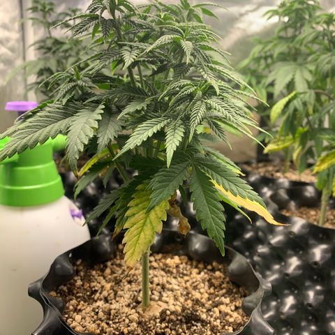 Aminesia growlog photo: 04