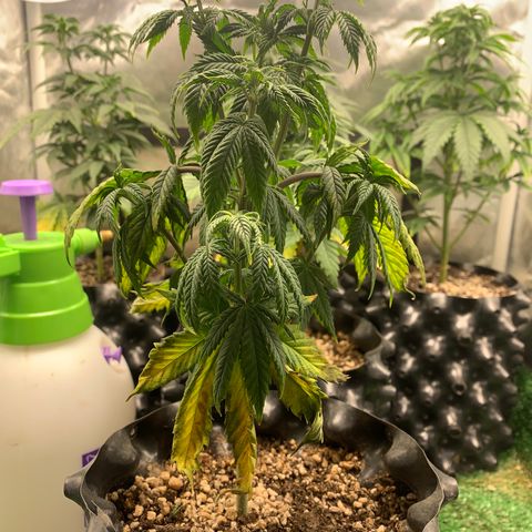 Aminesia growlog photo: 05