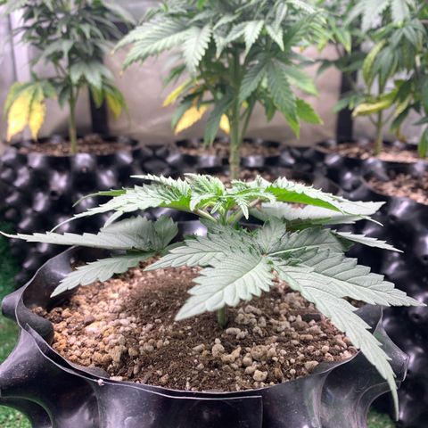 Sour Kush growlog photo: 01