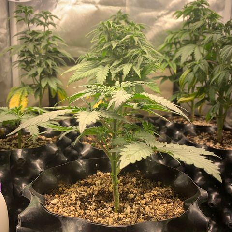 Sour Kush growlog photo: 02
