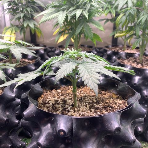 Sour Kush growlog photo: 03
