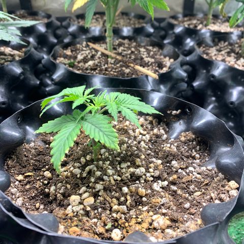 Sour Kush growlog photo: 04