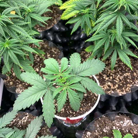 Sour Kush growlog photo: 05