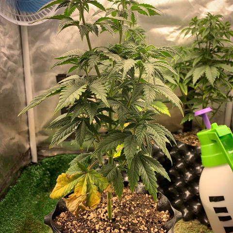 Aminesia growlog photo: 01