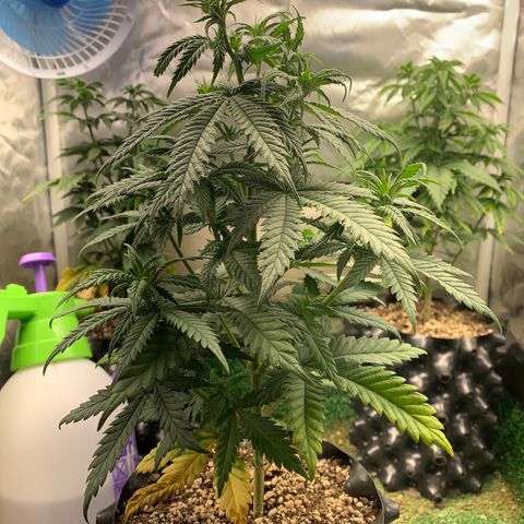 Aminesia growlog photo: 02