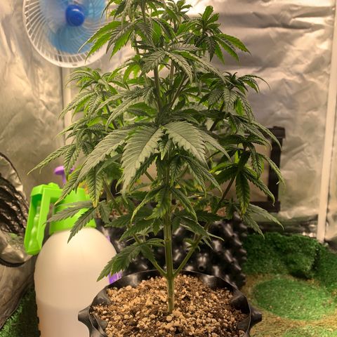 Aminesia growlog photo: 03