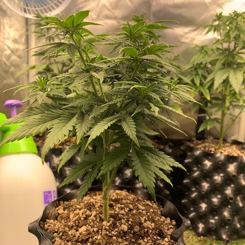 Aminesia growlog photo: 04