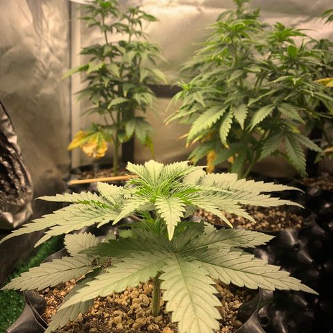 Sour Kush growlog photo: 01