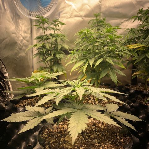 Sour Kush growlog photo: 03