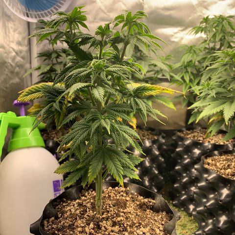 Aminesia growlog photo: 05
